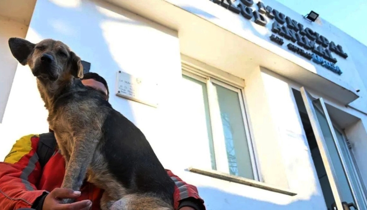 Impulsan un proyecto para permitir el ingreso de animales de compañía a hospitales bonaerenses