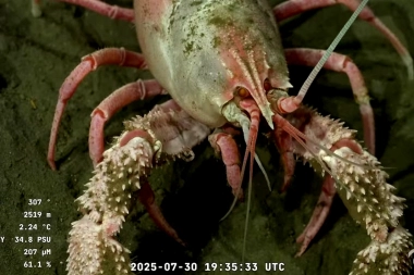 Cómo ver en vivo la expedición furor del CONICET en el fondo del océano en Mar del Plata