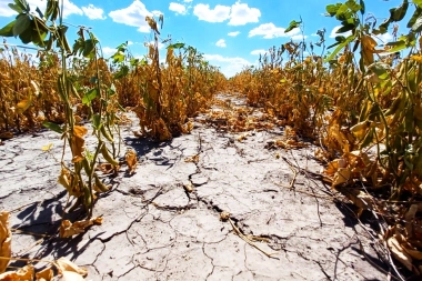Buscan declarar el Estado de Emergencia y Desastre Agropecuario a cinco municipios bonaerenses