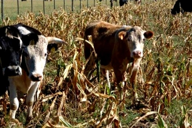 Emergencia agropecuaria: la Provincia amplía la medida tras la demorada homologación de Nación