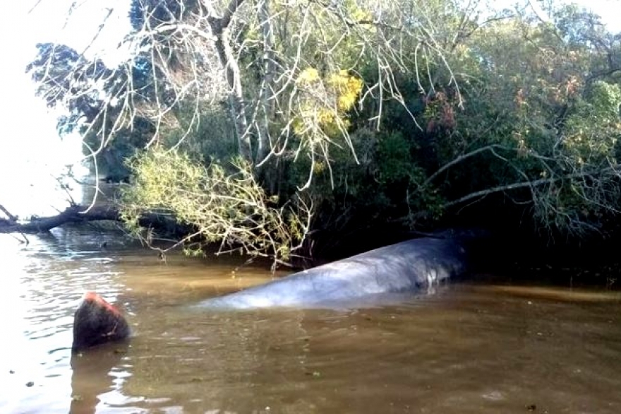Una ballena se perdió en el río Paraná y murió en el partido bonaerense de Escobar