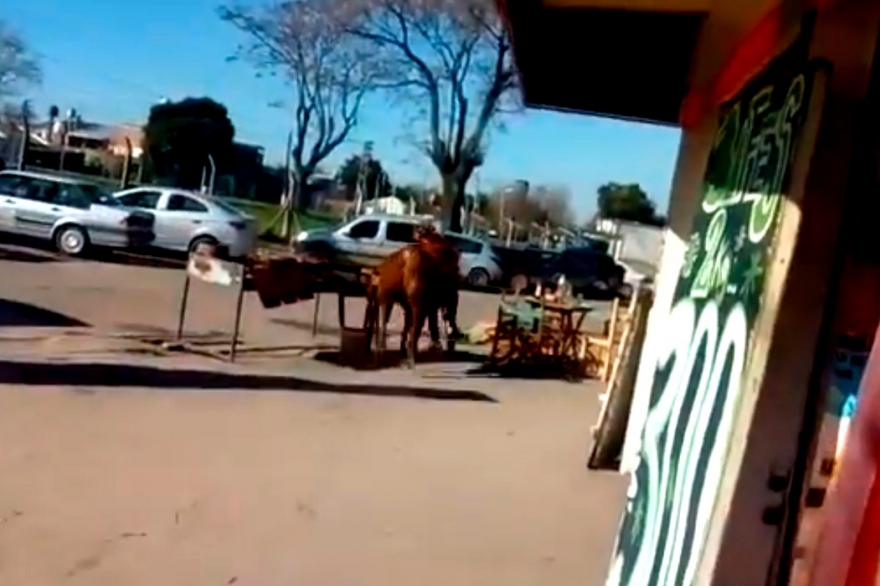 Insólito: una mujer fue atacada en su trabajo por un toro que se escapó del matadero