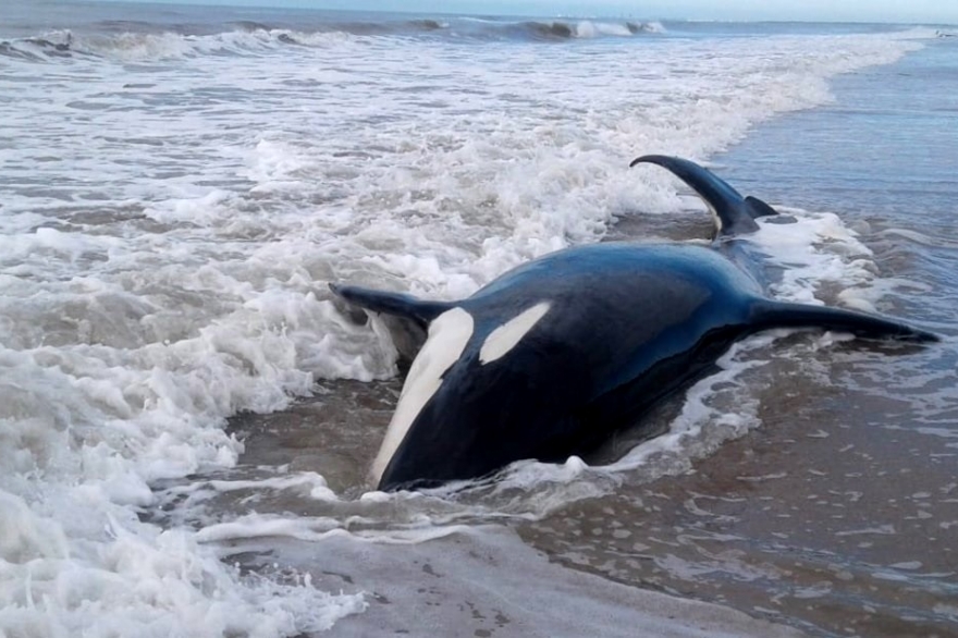 Increíble operativo para rescatar orcas varadas en Mar Chiquita: seis volvieron al agua y una murió