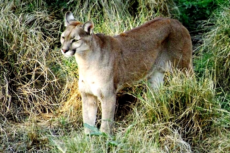 Alarmas encendidas: 28 pumas fueron avistados en el territorio bonaerense desde 2018