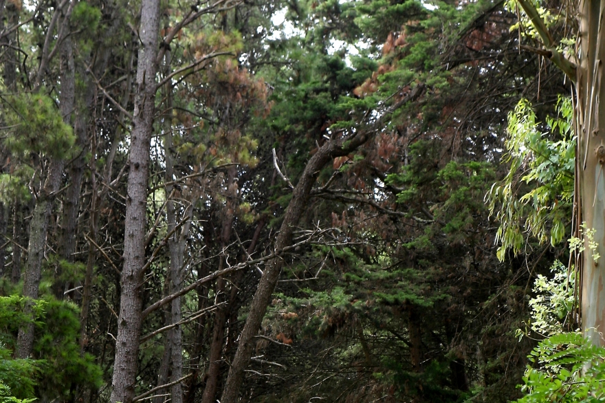 Para conocer: misterio y naturaleza en el “Bosque energético” de la ciudad de Miramar