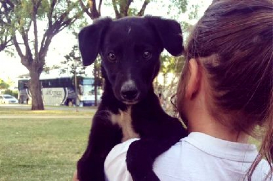 Convocatoria en Lincoln: piden a los vecinos que alberguen a perros durante el Carnaval