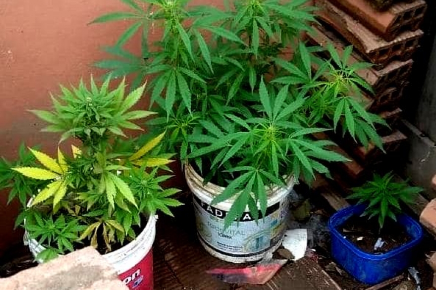 Dos concejales de Cambiemos quedaron detenidos por tener siete plantas de marihuana