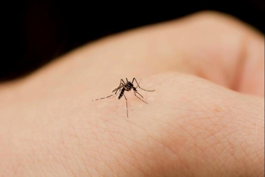 Sigue el alerta por el Dengue en la Provincia: hay 947 casos y un brote en 29 municipios