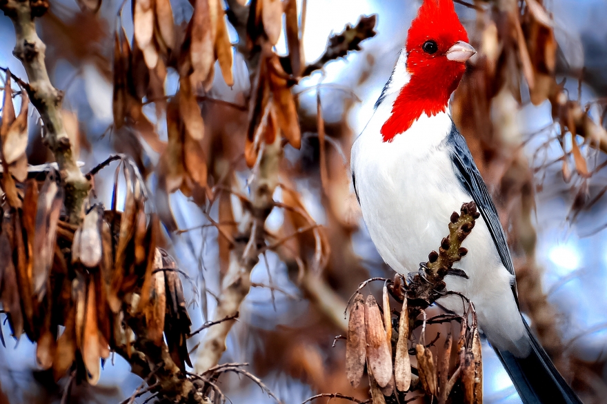 Foto: Hernán Ibañez Conocé Moreno y Tigre: ideal para los amantes de la fauna silvestre y el avistaje de aves