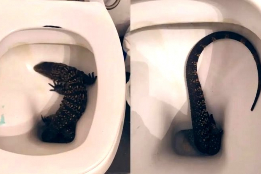 Sorpresa y susto en La Plata: fue al baño y se encontró a un lagarto en el inodoro