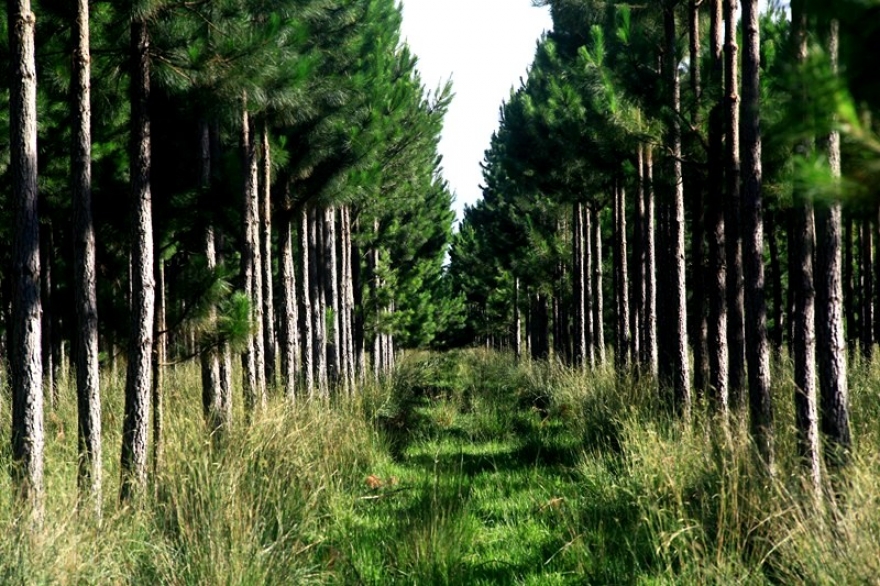 Piden la adhesión de la Provincia a la Ley Nacional de Inversiones Forestales