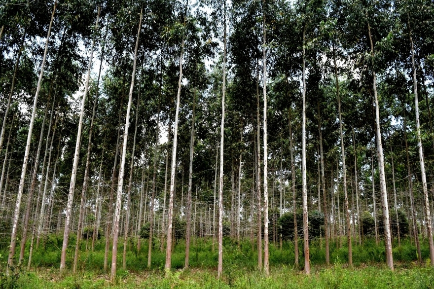Diputados aprobó adhesión de la Provincia a la Ley Nacional sobre Inversiones Forestales