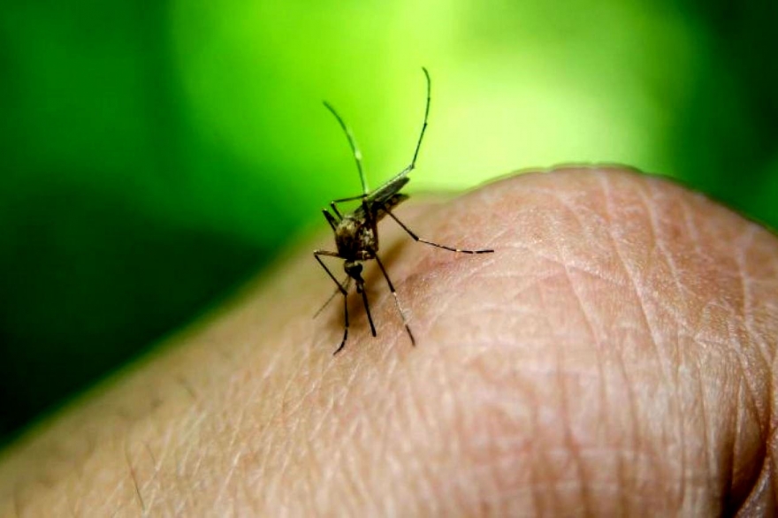 A qué se debe y cuándo termina la invasión de mosquitos que se registró en el AMBA