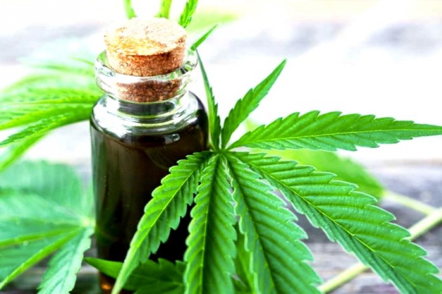 Se presentó un proyecto de ley para regular el consumo y comercialización del cannabis