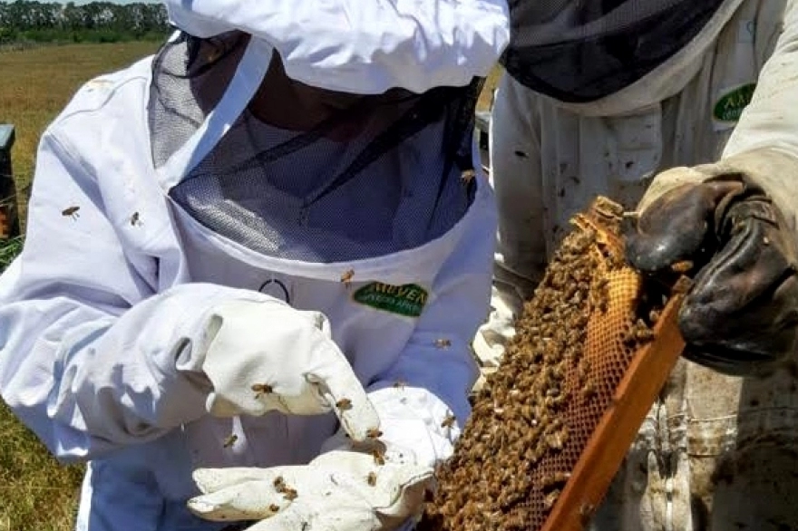 En el marco de la Semana de la Miel, tres apicultores bonaerenses cuentan su experiencia