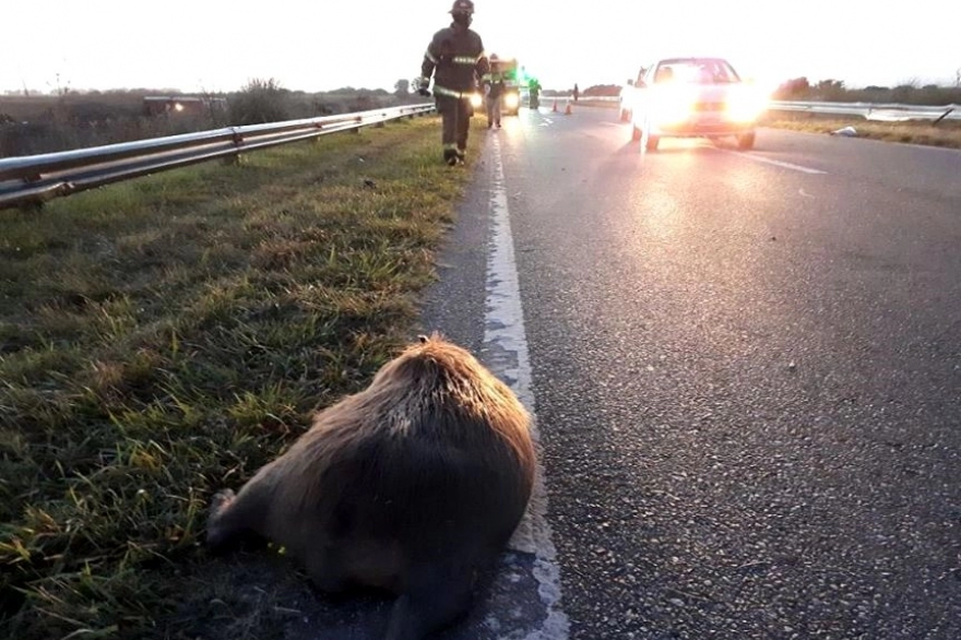 Pehuajó: piden construir pasos a bajo nivel en rutas para carpinchos