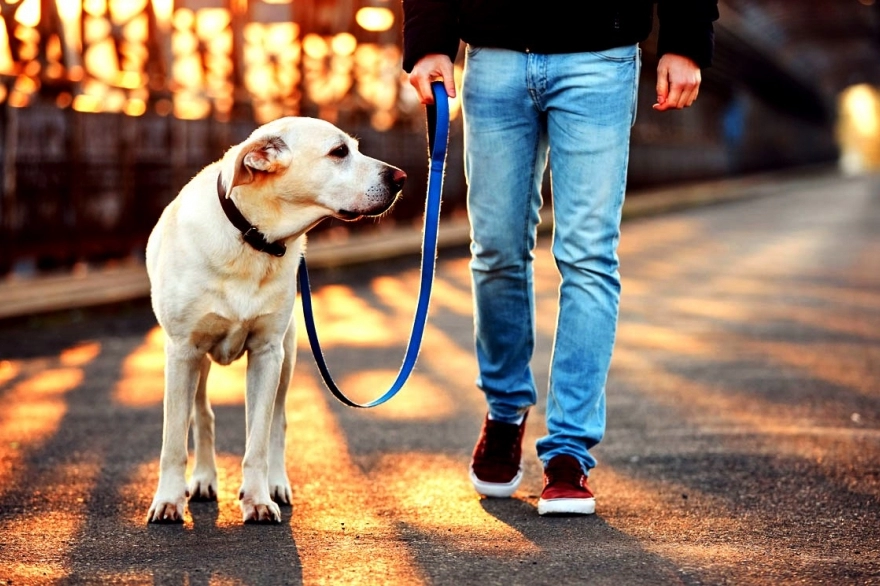 El Municipio de Puan y recomendaciones para tenencia responsable de mascotas