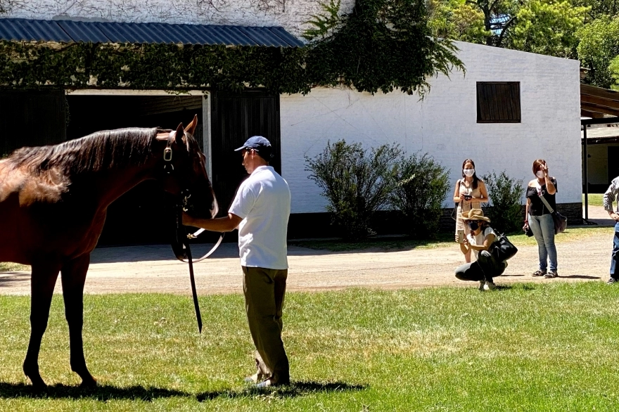 Ruta de los Haras: itinerarios para amantes de viajes y caballos