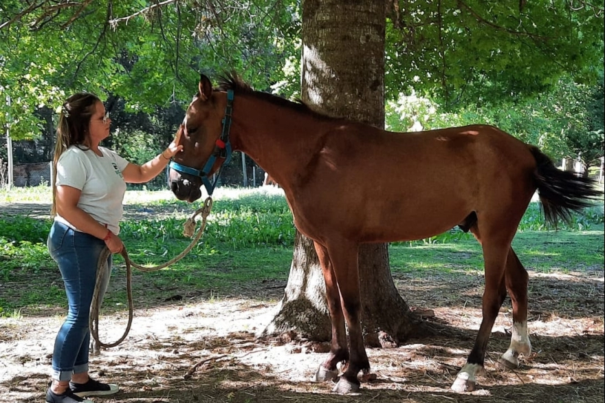 Rescataron a un caballo que era trasladado en una camioneta en La Plata