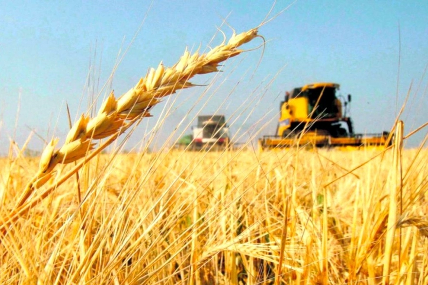 Presentan en Provincia nueva variedad de Trigo Pan y Lotus