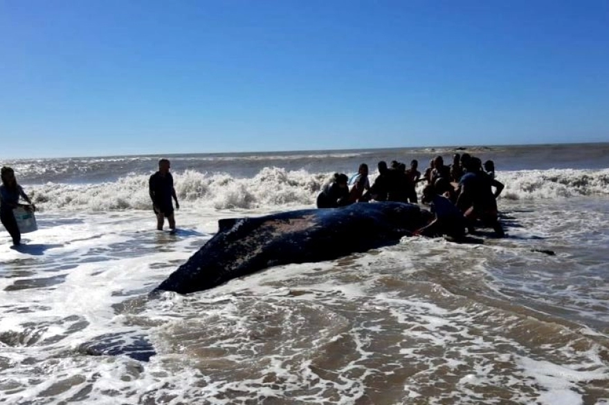 Rescataron una ballena encallada en Villa Gesell