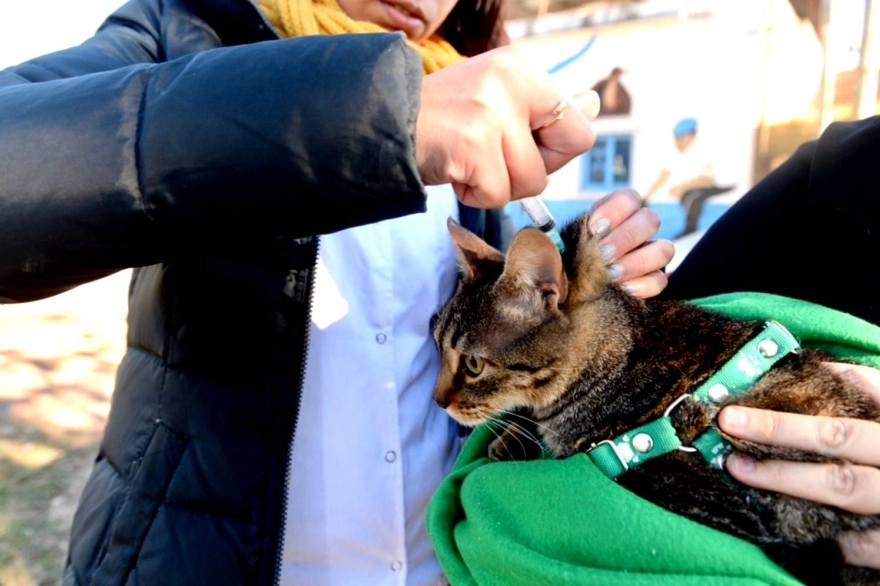 La Plata: convocan veterinarios para campañas de castraciones gratuitas de perros y gatos