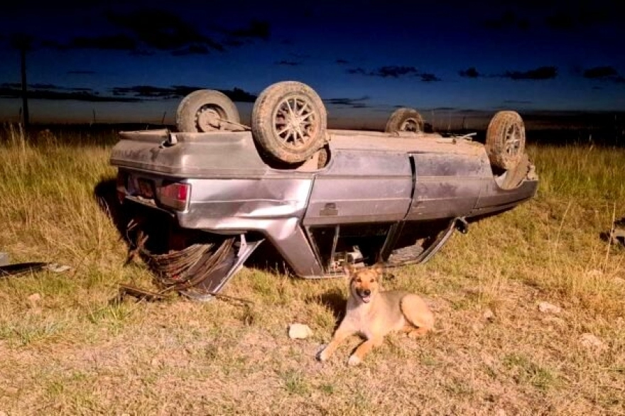 Volcó con el auto y su perro fiel se quedó hasta que lo rescataron