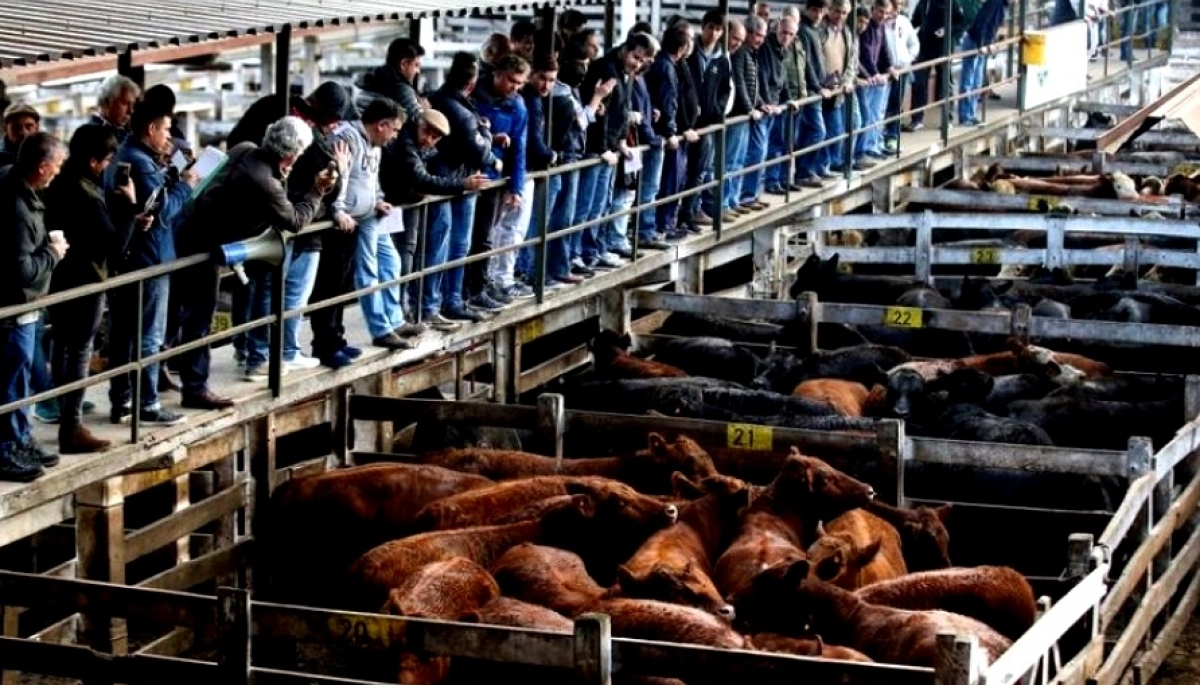 Otra vez postergan el traslado del Mercado de Hacienda a Cañuelas