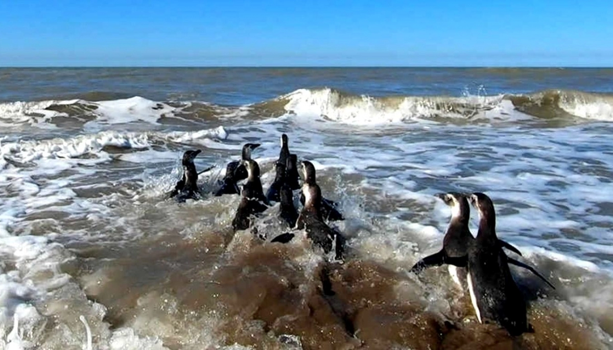 Sorpresa en Mar de Ajó: estaban pescando y sacaron un pingüino del mar