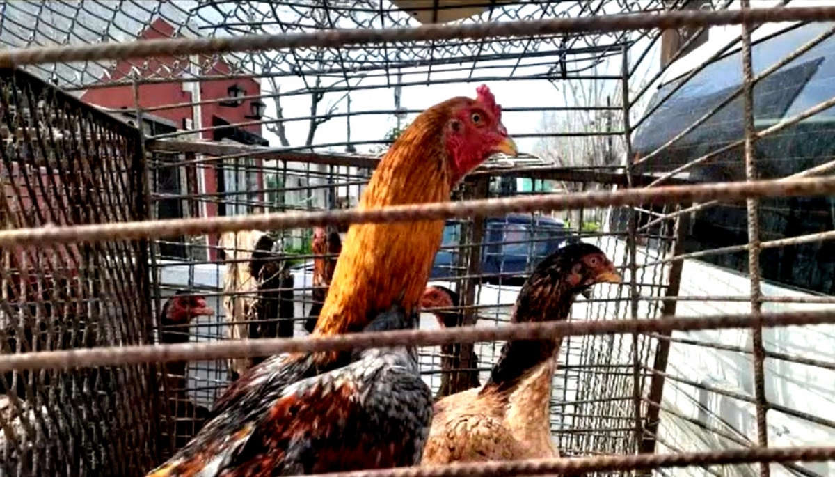 Video: criaba gallos, organizaba riñas y la justicia platense lo liberó en pocas horas