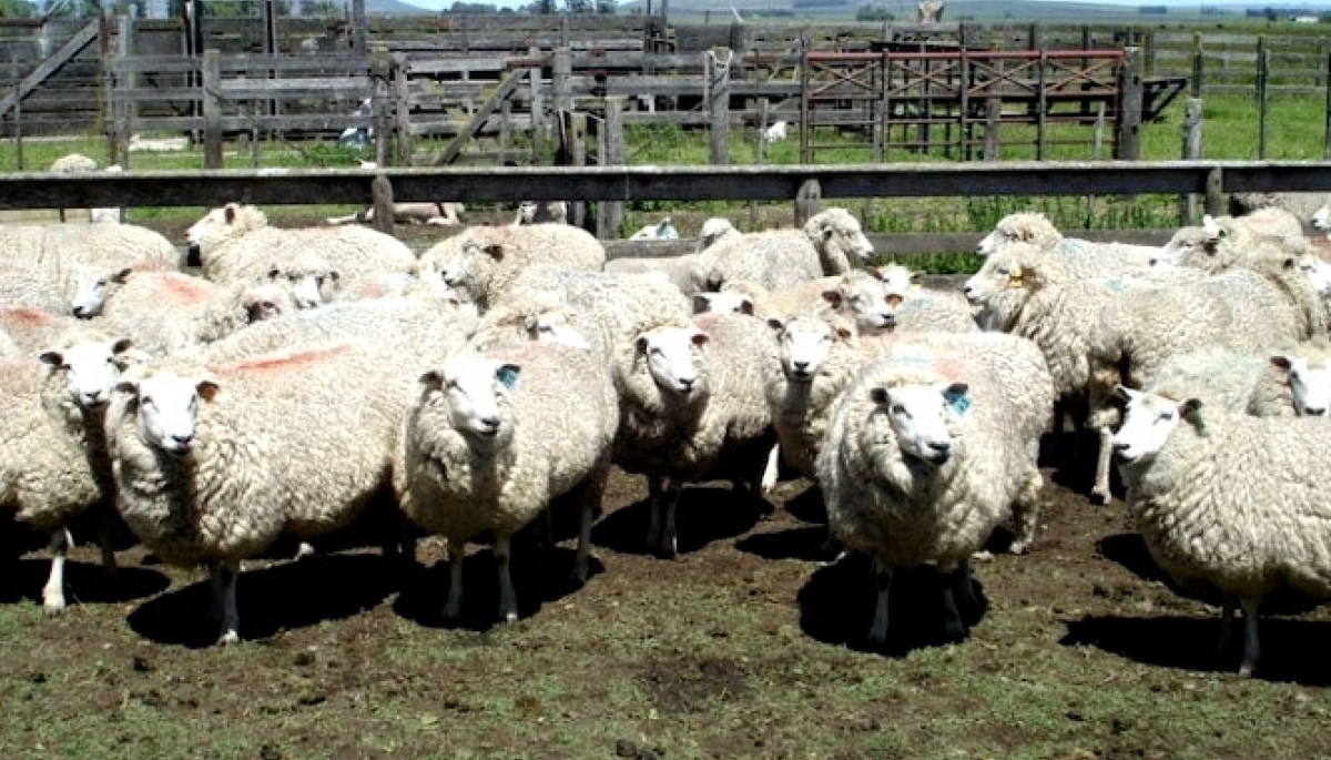 Nuevo récord: la faena ovina creció 54% en la provincia de Buenos Aires