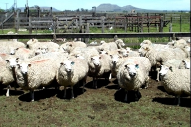 Nuevo récord: la faena ovina creció 54% en la provincia de Buenos Aires