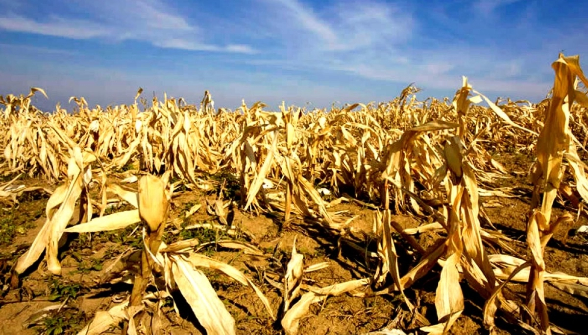 La sequía que atraviesan las provincias alcanzó los 44 municipios bonaerenses afectados