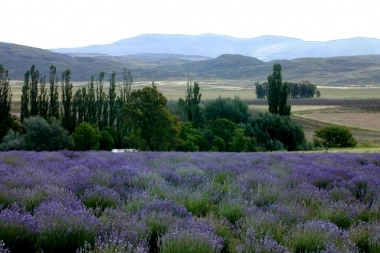 Destinos Bonaerenses: sierras que ofrecen una experiencia aromática única