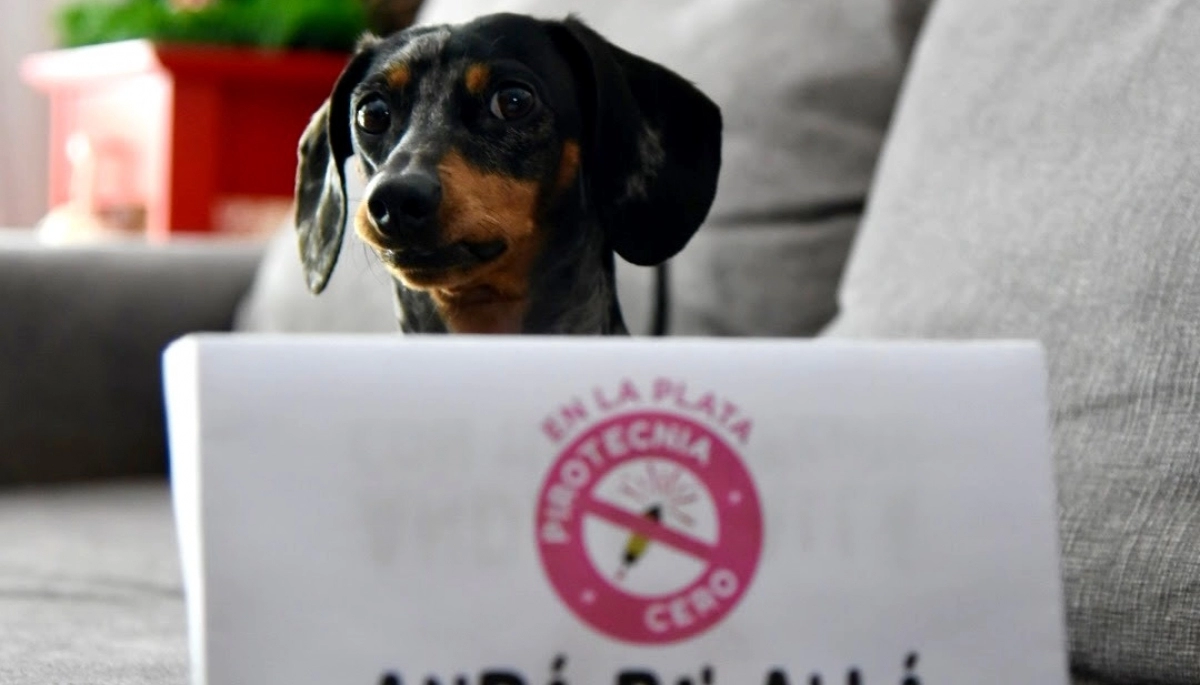 Pirotecnia dañina: el municipio de La Plata compartió consejos para cuidar a las mascotas