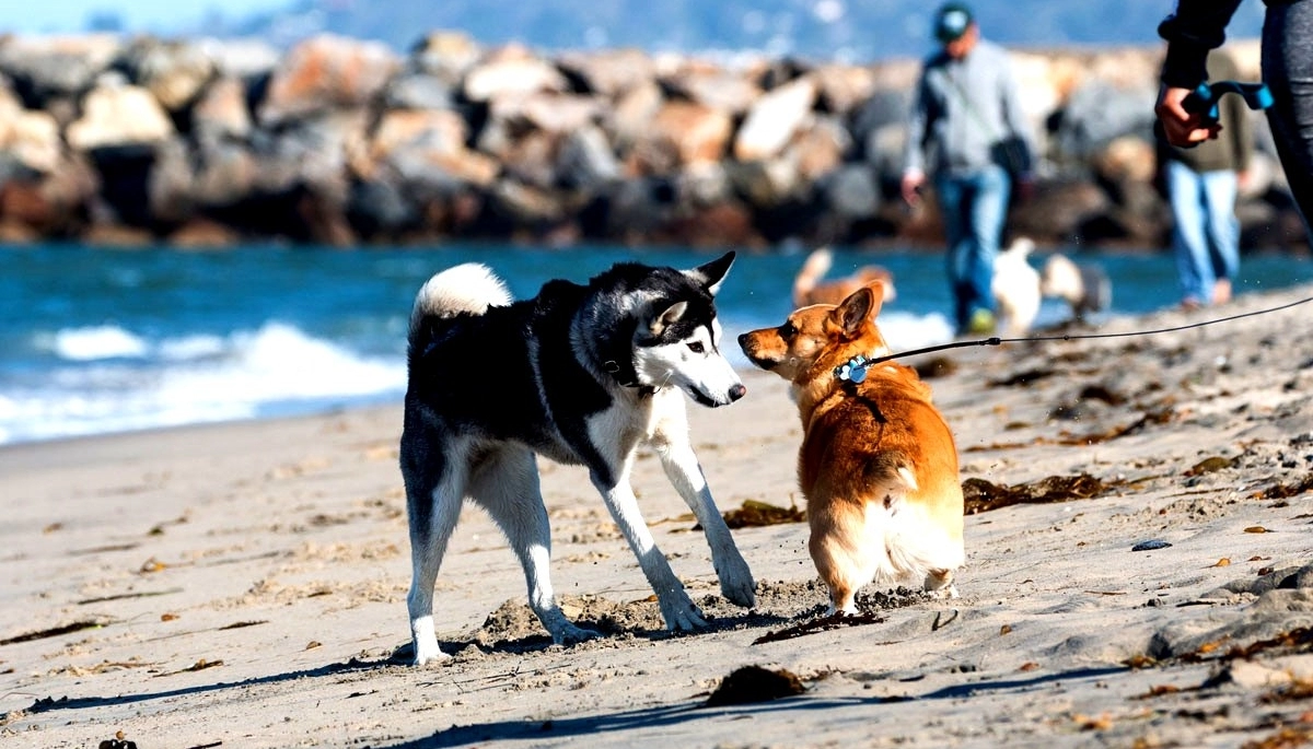 El municipio de La Plata dio recomendaciones para vacacionar con perros y gatos