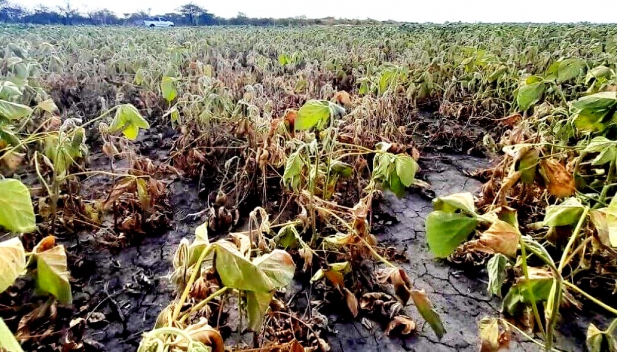 Arrasa la sequía: la peor campaña agrícola desde 2018 junto a caídas en las exportaciones y el PBI