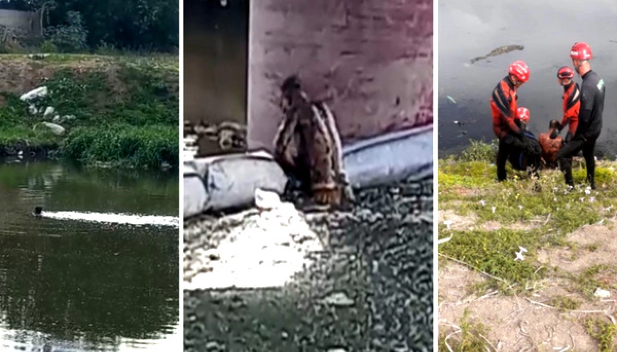 Rambo platense: para escapar de la policía nadó entre los excrementos del arroyo El Gato