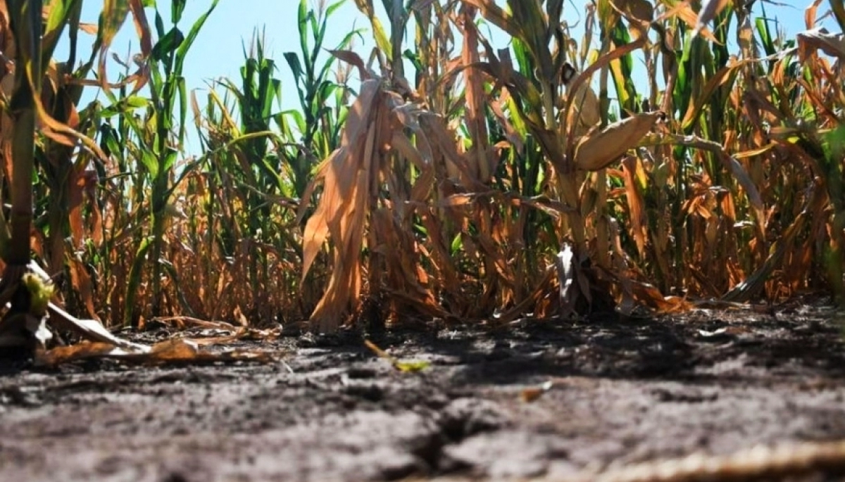 El Banco Provincia agiliza la asistencia a la tasa especial por la emergencia agropecuaria