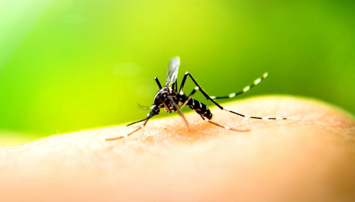 El Ministerio de Salud bonaerense en alerta por un posible brote de Chikungunya