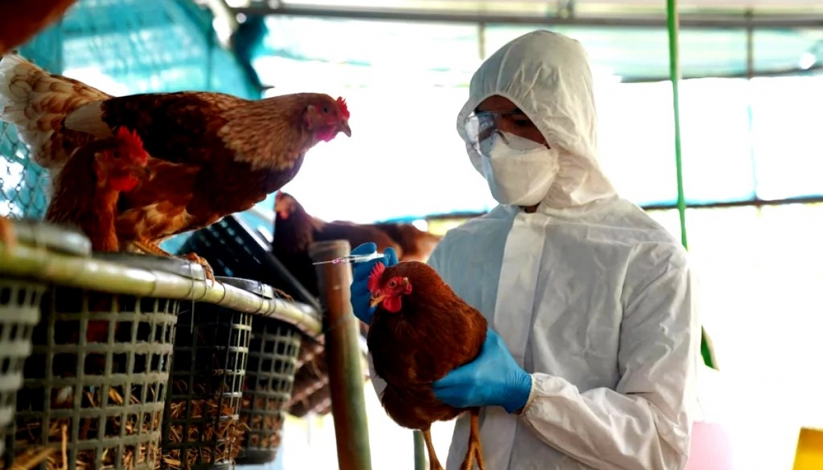 Detectaron gripe aviar en Azul y suman 4 los municipios bonaerenses con casos positivos