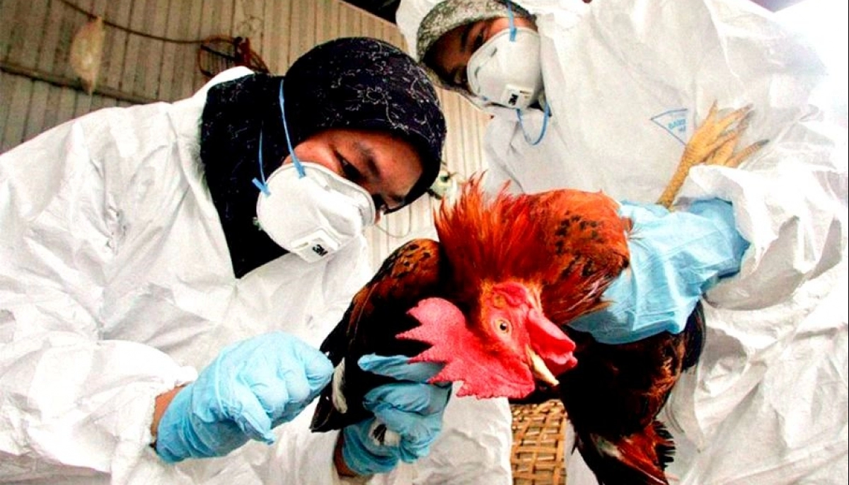 Avanza la gripe aviar: murieron más de 20 mil aves en una granja de Mar del Plata