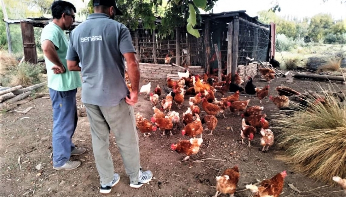 Alerta gripe aviar: el municipio de Chascomús avalúa estrategias para prevenir