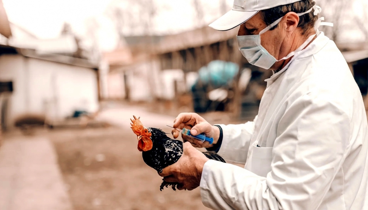 Senasa actualizó sus medidas contra la Gripe Aviar: prohíbe ferias y eventos con aves