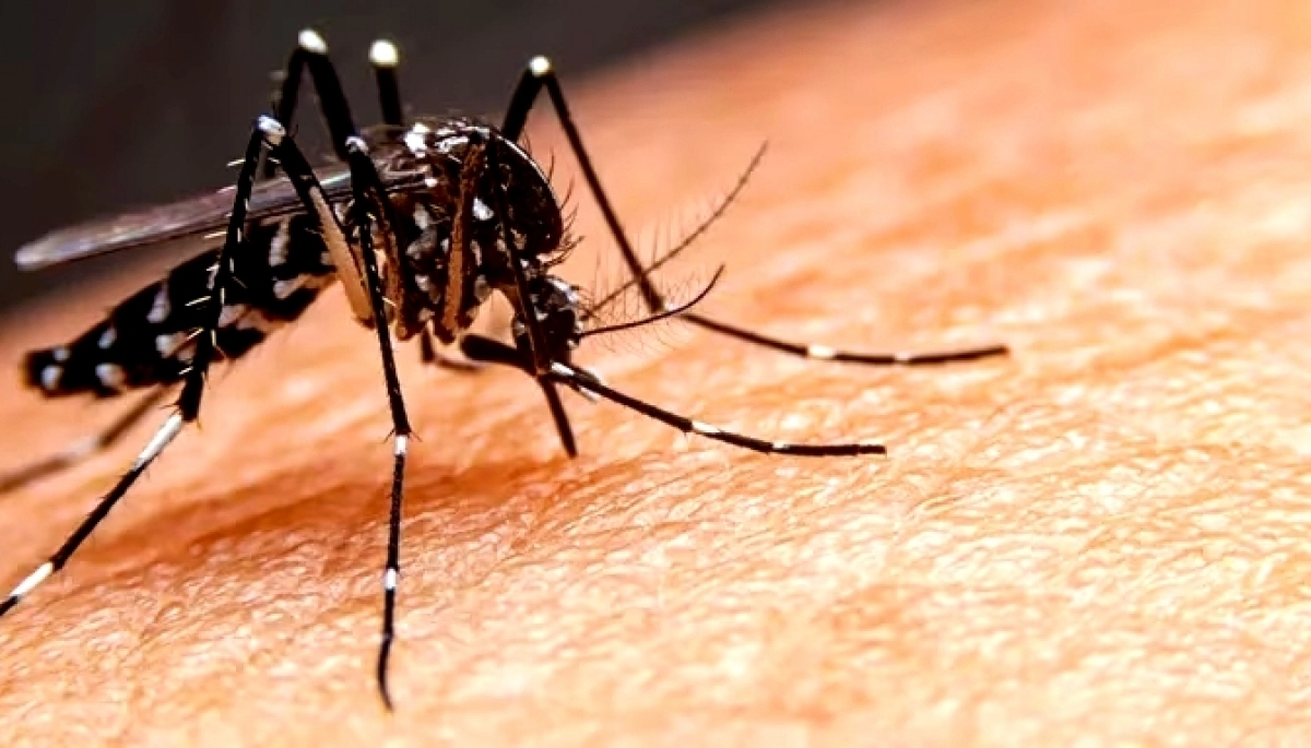 Dengue bonaerense: La Plata registró dos nuevos casos y uno es autóctono