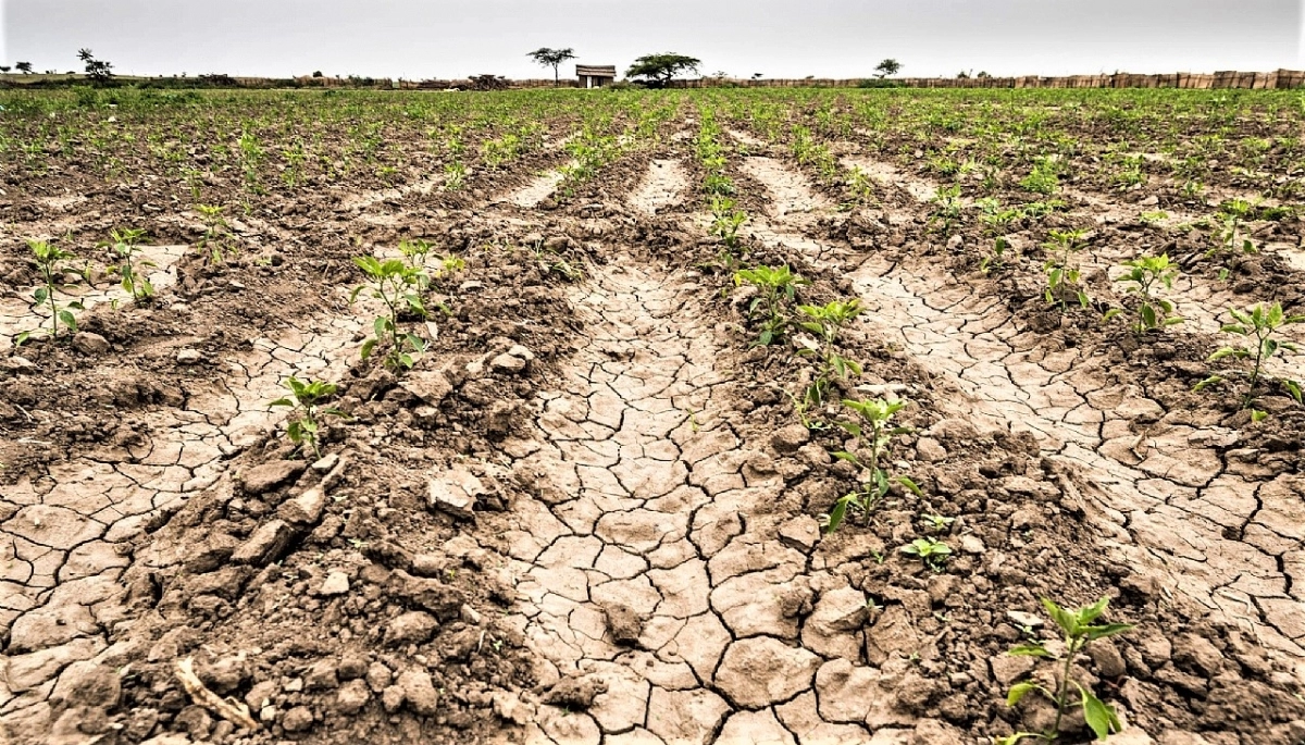 Efecto sequía: el ingreso de dólares de la agroindustria cayó a niveles récord