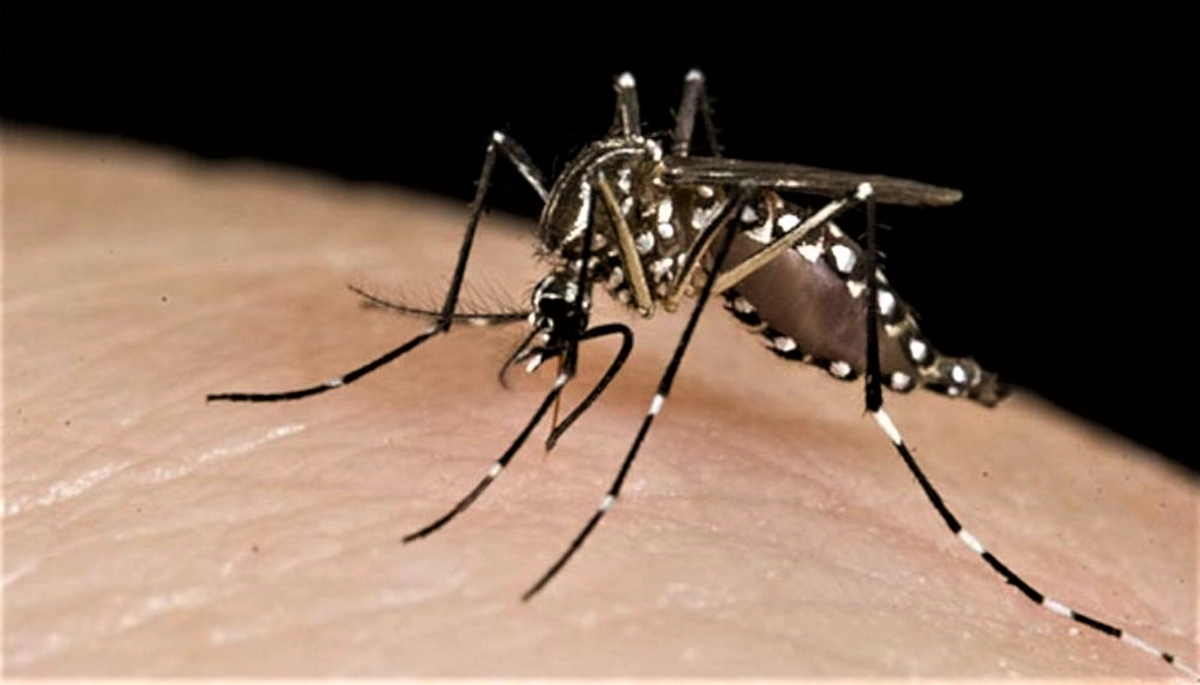 Argentina: se registraron más de 28 mil casos de dengue en lo que va de 2023