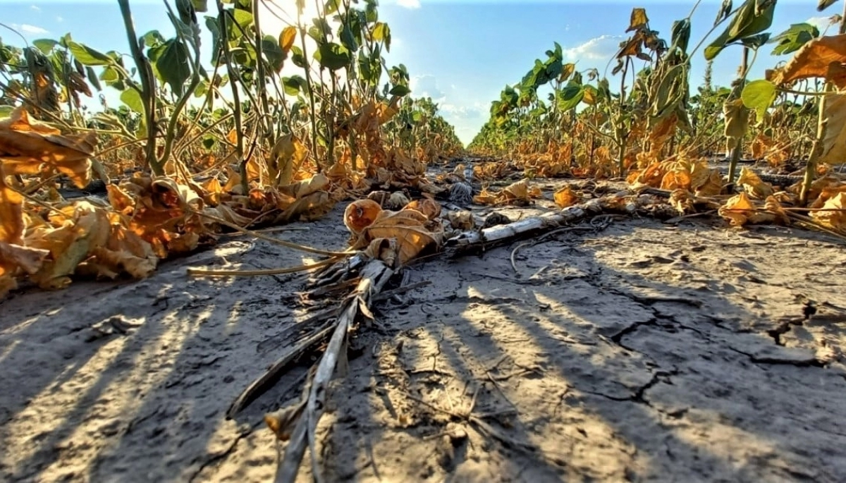 La Provincia amplió la emergencia agropecuaria por la sequía
