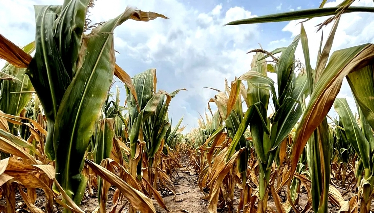 Emergencia Agropecuaria: Nación declaró el estado de emergencia en 68 distritos bonaerenses