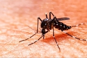 La Plata: falleció un vecino con un cuadro de dengue y la Municipalidad refuerza los operativos